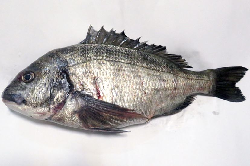 あこがれの大型「クロダイ（チヌ）｣を「ウキ釣り」で釣ろう！ - 価格