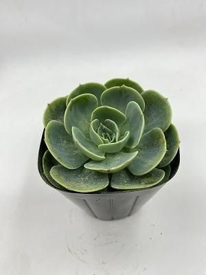 エケベリア 七福神 | 明るいオレンジの夏花。耐寒性やや強、耐暑性やや