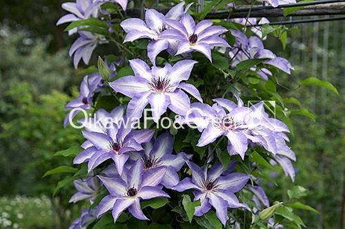 クレマチス専門ナーセリー 及川フラグリーン 美佐世