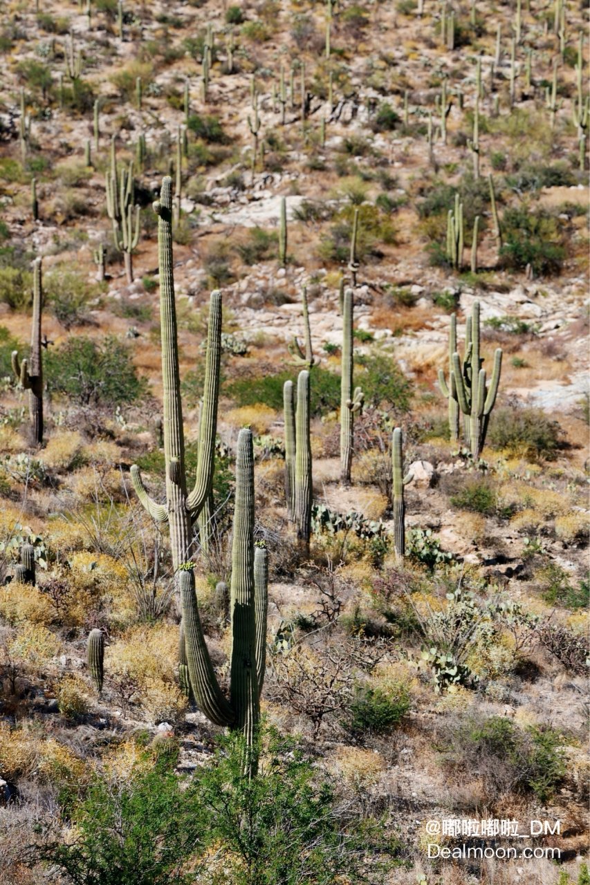 🌵 Saguaro National Park | 看尽沙漠仙人掌的百年风采🔥 | 社区旅行精选