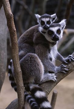 サルたちの森｜展示動物紹介｜園内ガイド｜いしかわ動物園