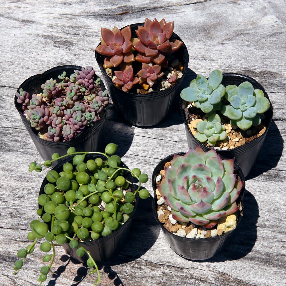 木の器で彩る多肉植物の寄せ植え