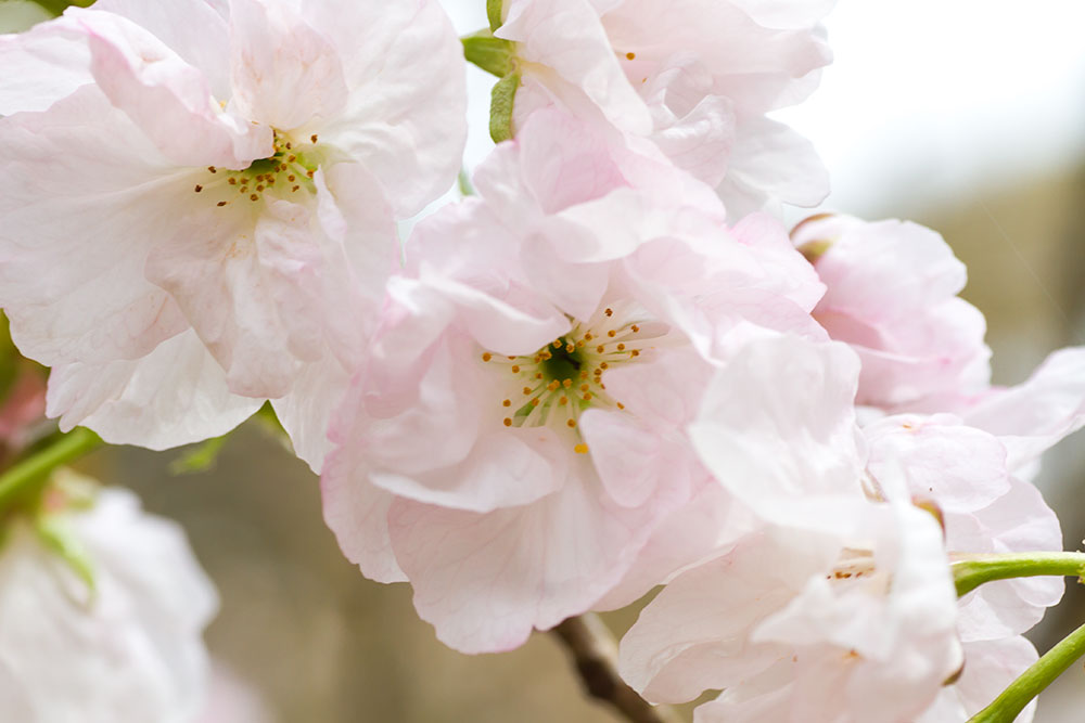 桜・大提灯（オオヂョウチン） | 私的花写真図鑑・さくら