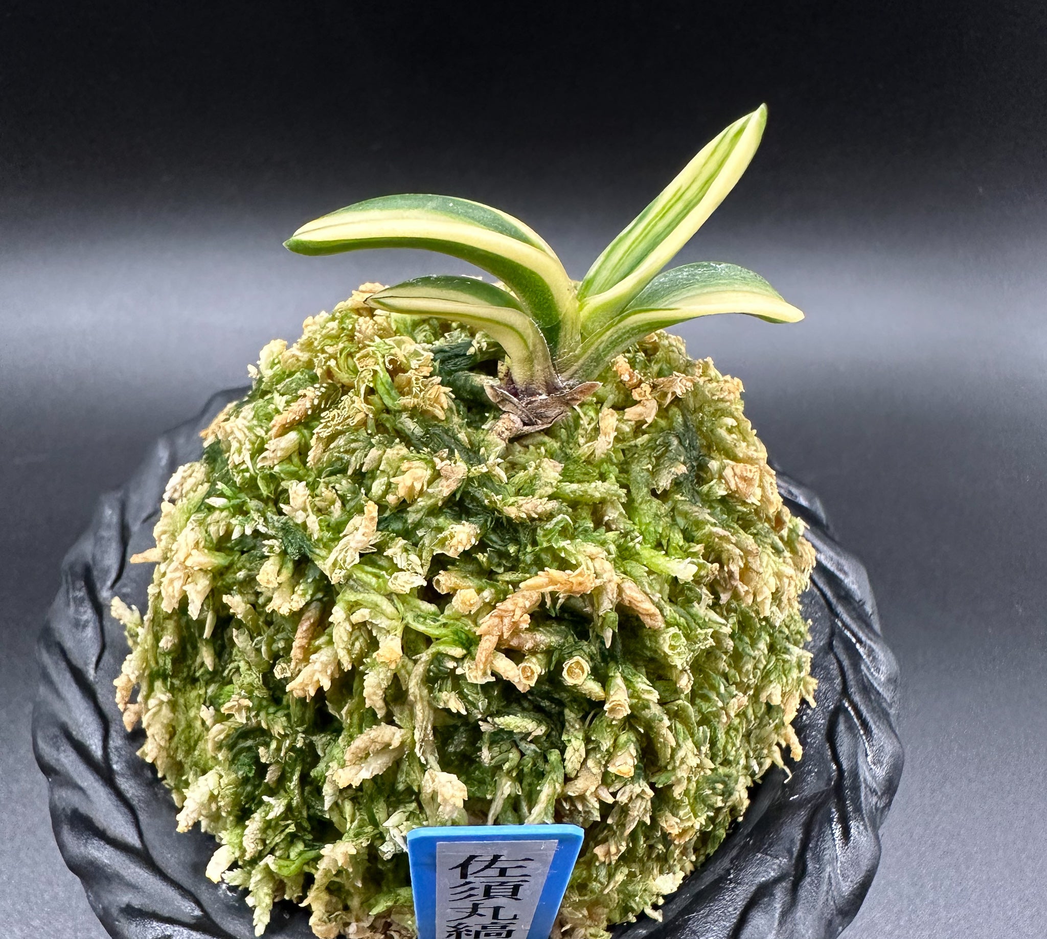 富貴蘭 変化を楽しむ | 佐須丸縞 『小芽が出てきた』 – Jewelry Plant