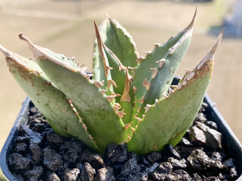 成長記録】アガベ チタノタ FO76(Agave titanota fo76) | KAI plants