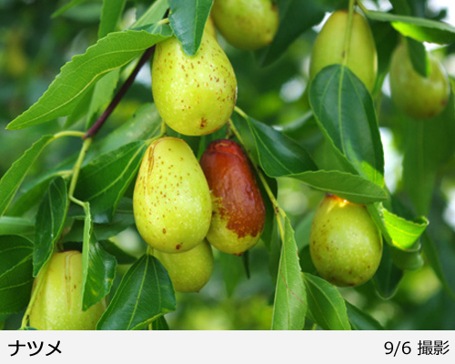 ナツメ(棗)の地掘大苗 - 果樹苗・大苗・苗木販売の隅田農園@京都亀岡