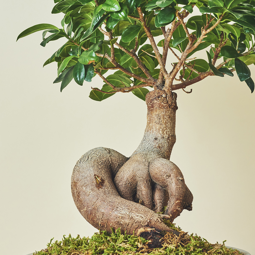 ガジュマルL/盆栽、多肉植物、塊根植物、観葉植物通販/KIDORI -キドリ-