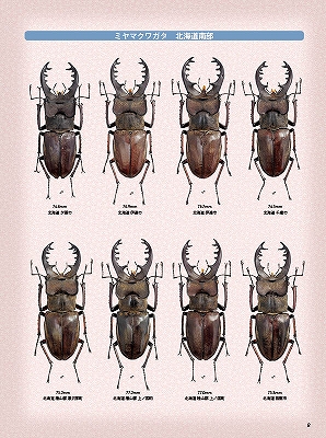 ビークワ47号（BE・KUWA） 日本のミヤマクワガタ大特集