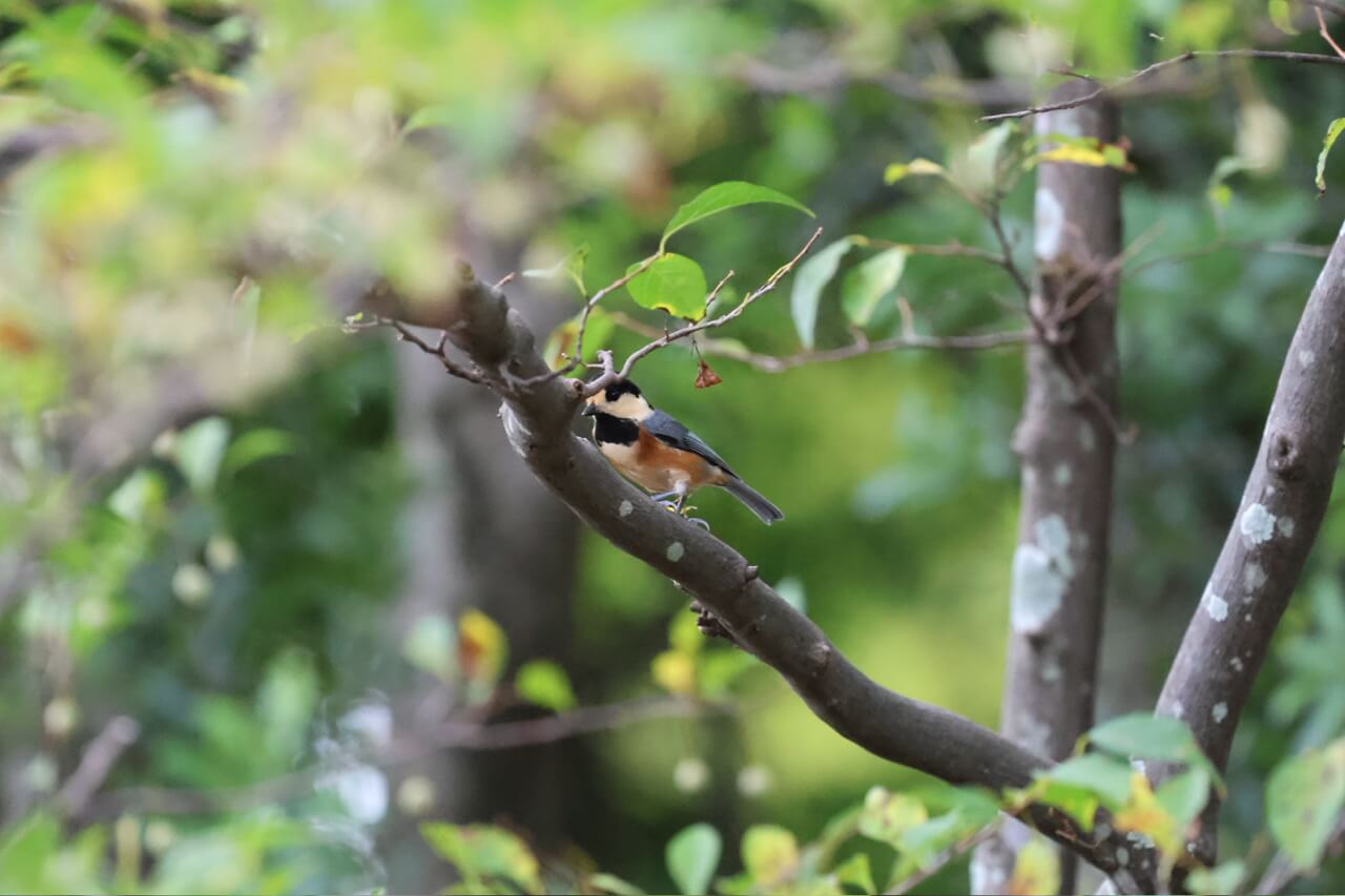 人生で初めて、超望遠な人たちに混じって、野鳥を撮る。｜記憶カメラ