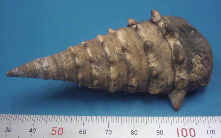 ビカリア | ジオ学習｜島根半島・宍道湖中海ジオパーク