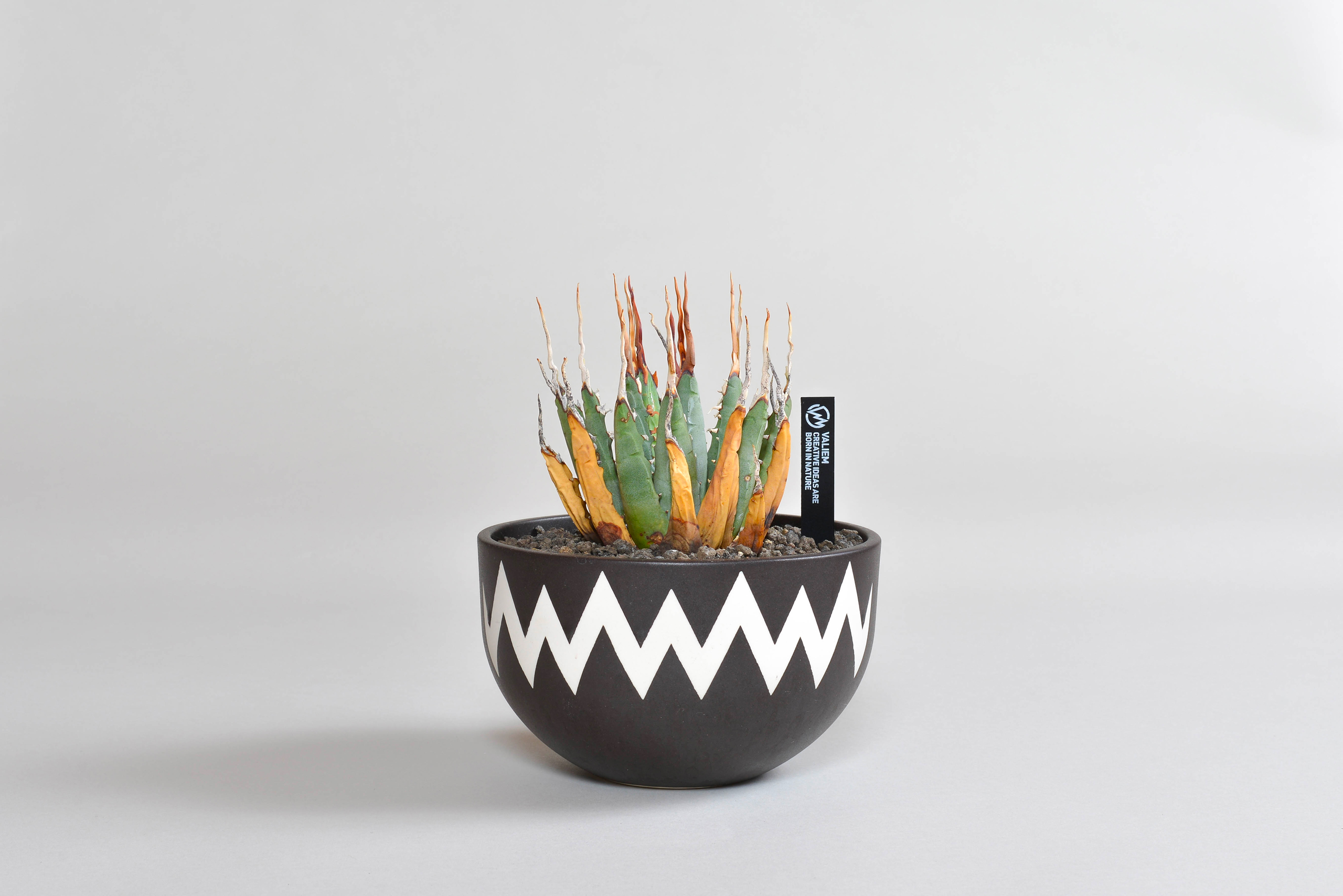 アガベ ユタエンシス｜エボリスピナ（陽炎・短葉型） – 草物語｜公式