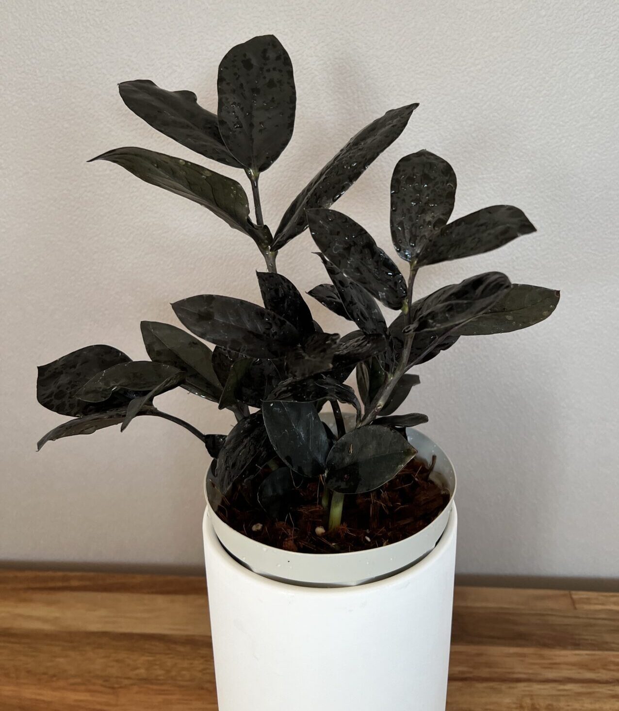 ザミオクルカス・ザミフォーリア・レイブン成長記録・育て方