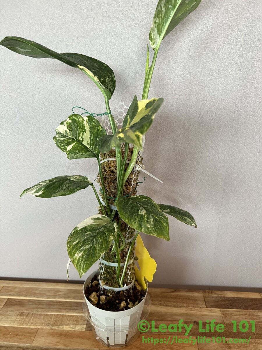 2026年版】モンステラの種類(斑入り含む)、65種類の画像と解説入り図鑑