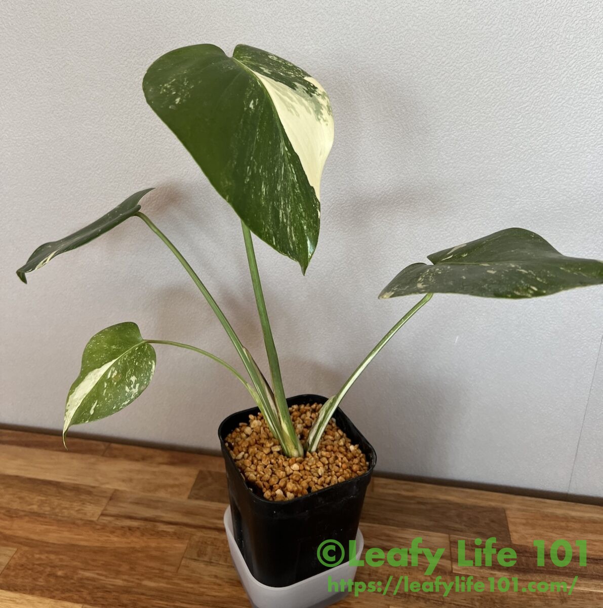 2026年版】モンステラの種類(斑入り含む)、65種類の画像と解説入り図鑑