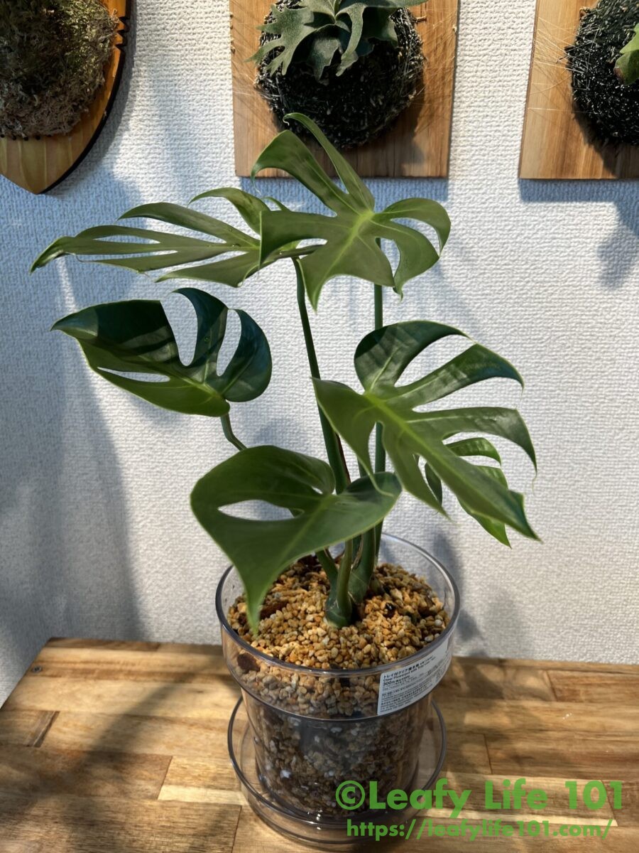 モンステラ・デリシオーサ '(超)コンパクタ' 成長記録・育て方