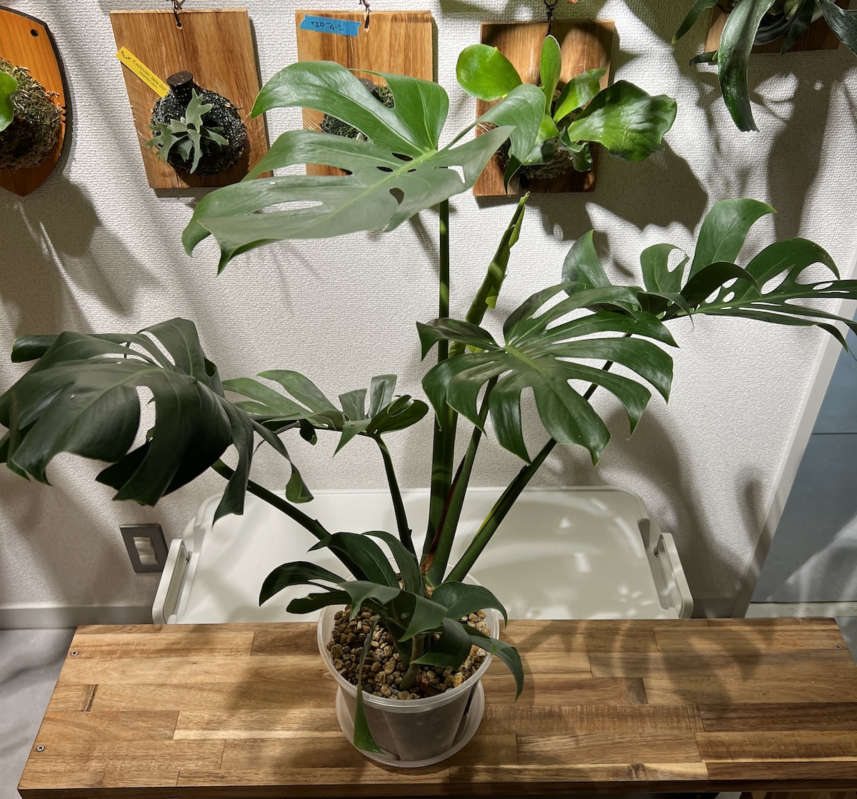 g*n様 モンステラデリシオーサマクロコズム超超大株超希少系統鉢植え高