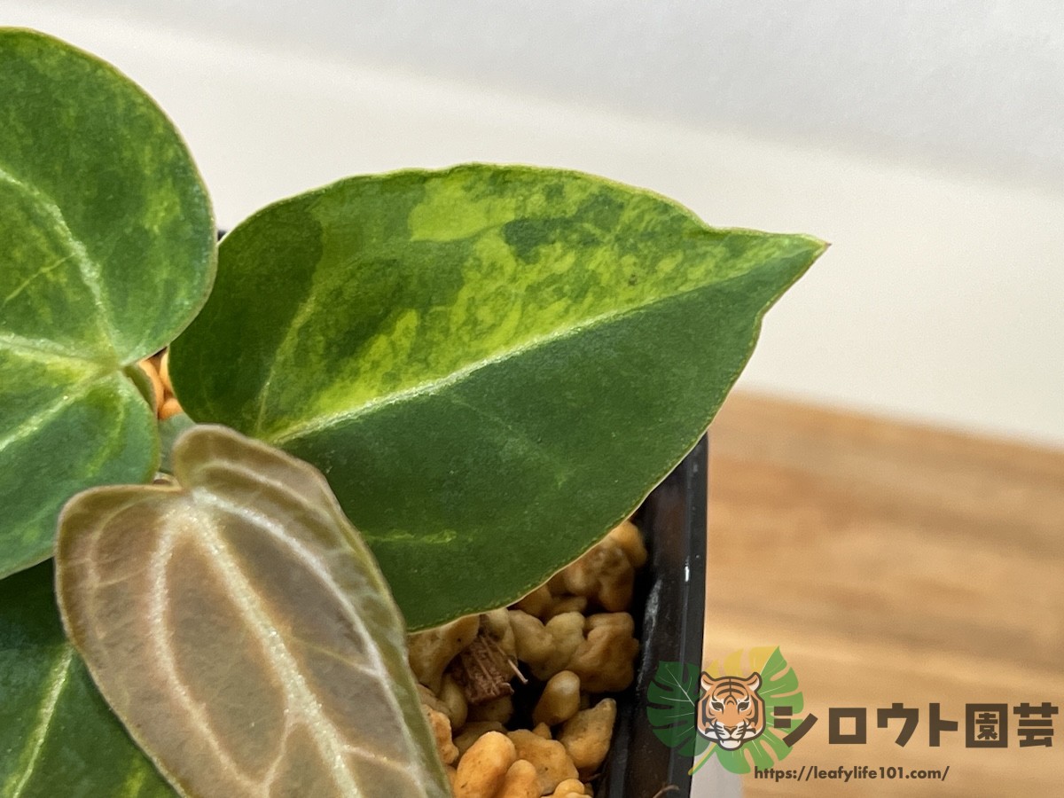 アンスリウム・クリスタルシルバー 斑入り x ミシェル 交配 成長記録