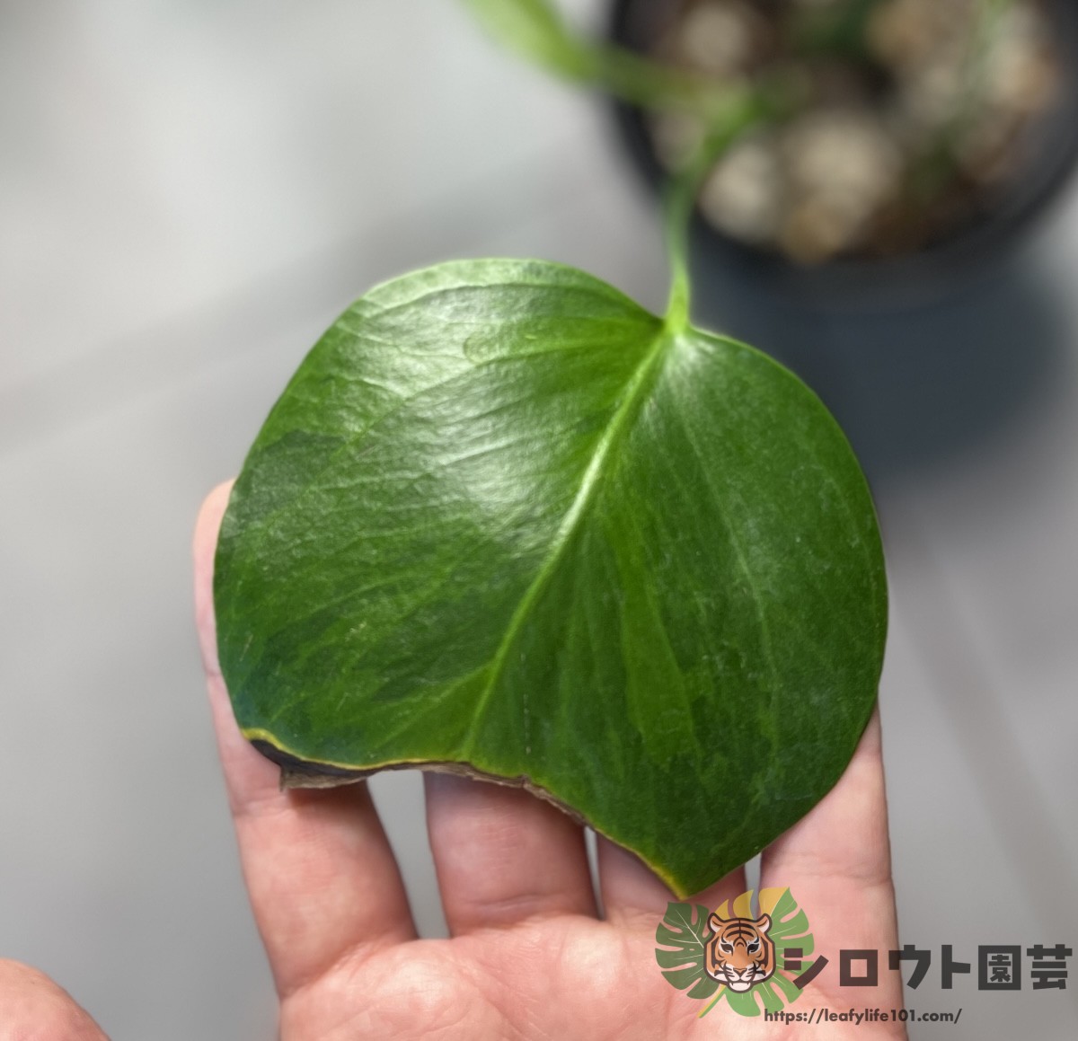 モンステラ・デリシオーサ 'グリーンオングリーンミント(GoG mint