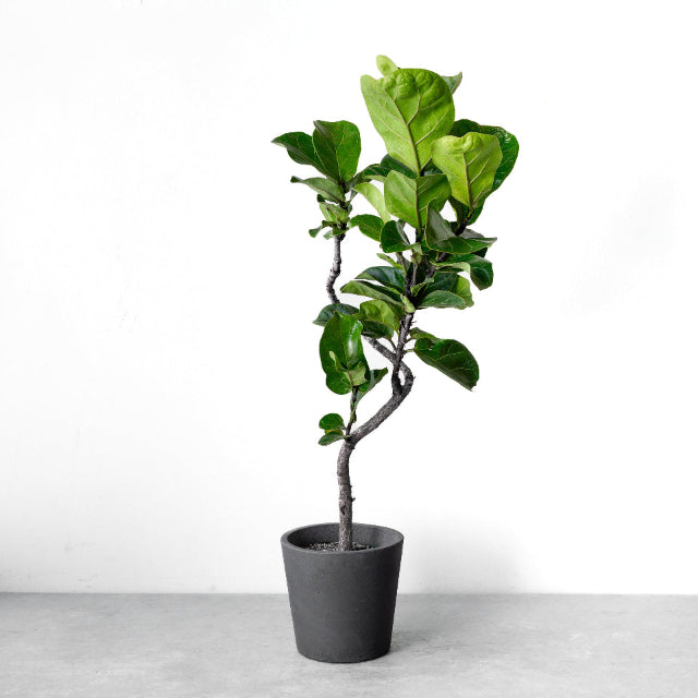 フィカス・リラータ・バンビーノ カシワバゴム 曲がり / Ficus lyrata