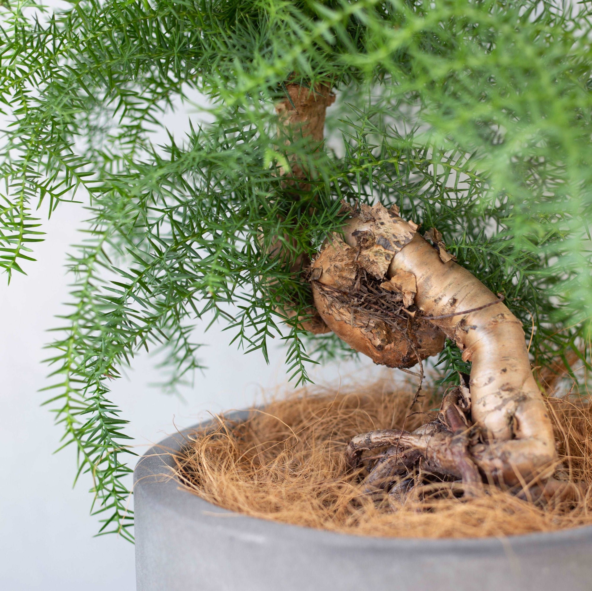 アローカリア / Araucaria heterophylla – LIFFT