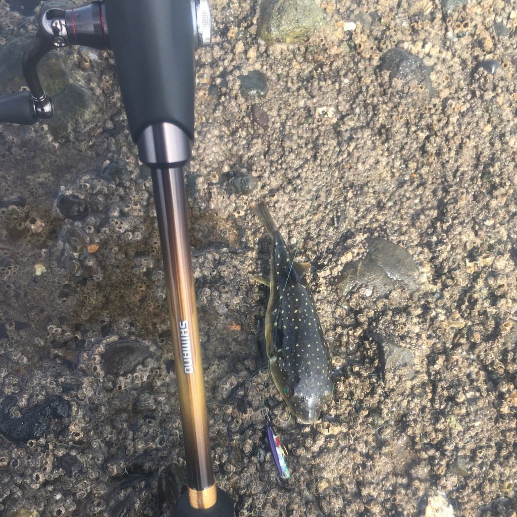 ロッド｜インプレ】19 ソアレ BB アジング S64UL-S : Gomoku釣りブログ