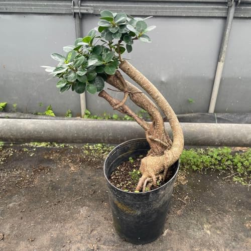 観葉植物 ガジュマル パンダガジュマル」の人気商品一覧 | 安い商品を