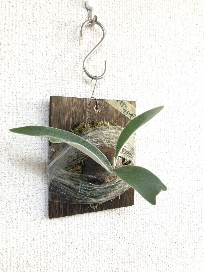 Amazon.co.jp: P. veitchii wild Australia ビカクシダ ベイチー 子株