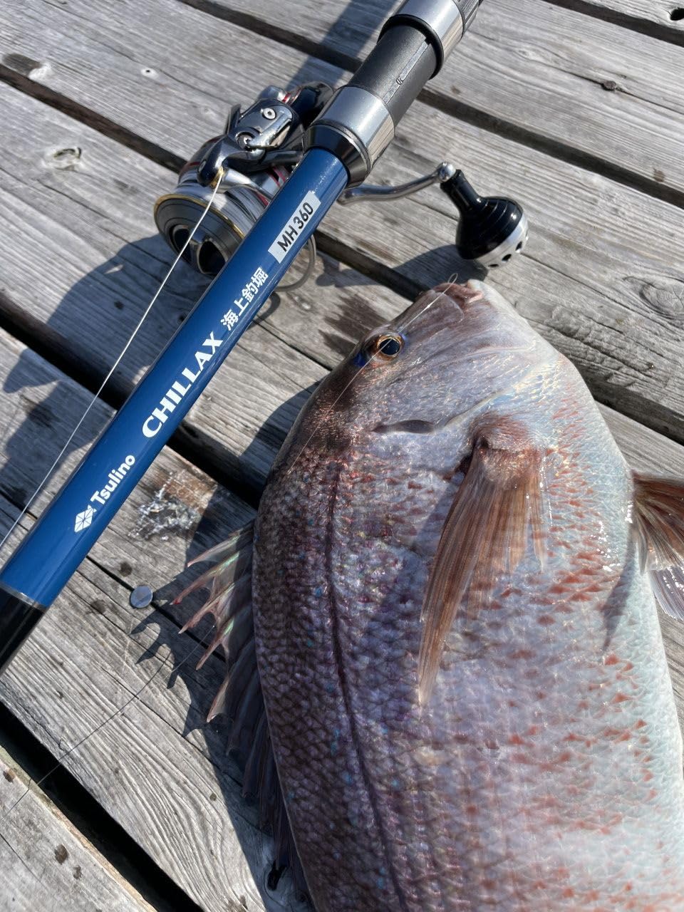 Amazon | Tsulino CHILLAX 海上釣堀【海上釣堀用振出竿】 (MH300（3.0