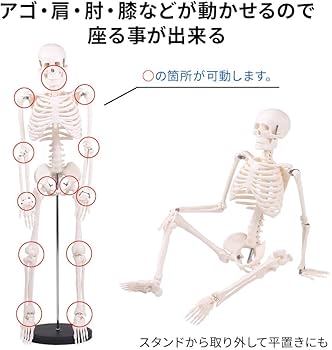 Amazon.co.jp: Bonarca 人体模型 骨 【1/2サイズ：85cm】 全身 骸骨