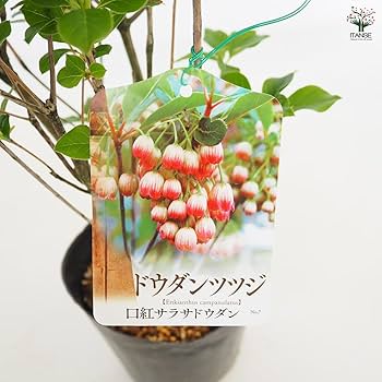 61JZKqOWufL._AC_UF350,