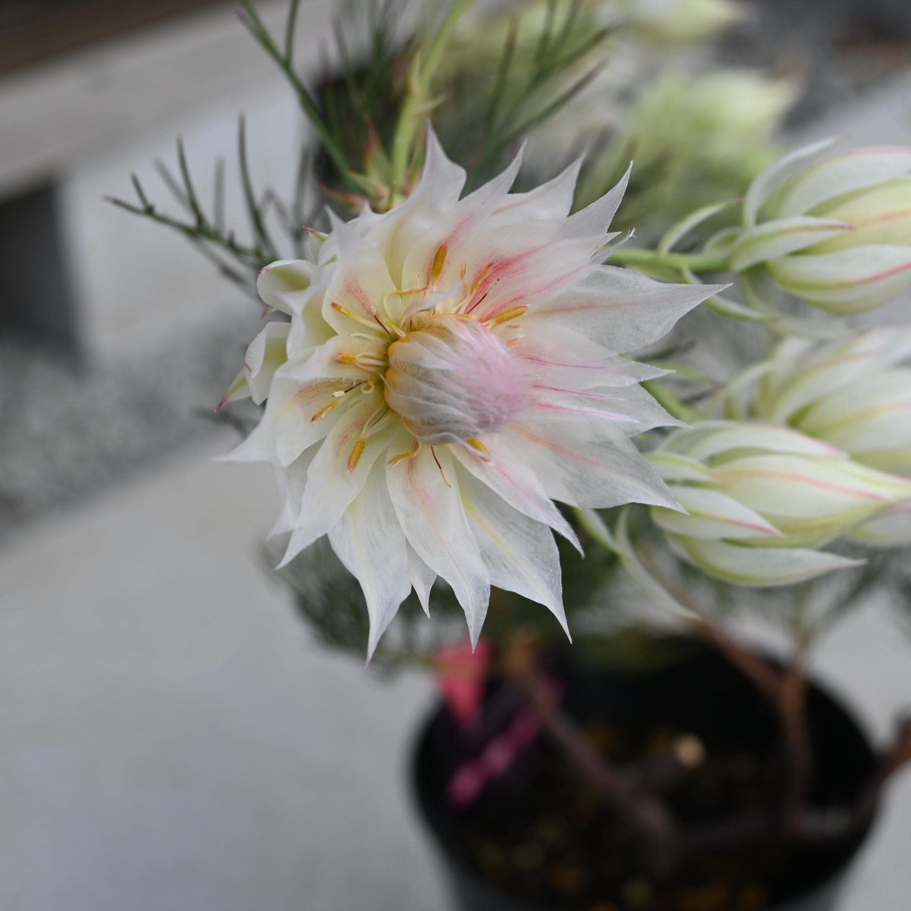 Amazon.co.jp: セルリア ブラッシングブライトホワイト苗 セルリア苗