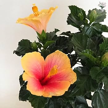 Amazon.co.jp: ITANSE ハイビスカス オレンジ 4号 1個売り【品種