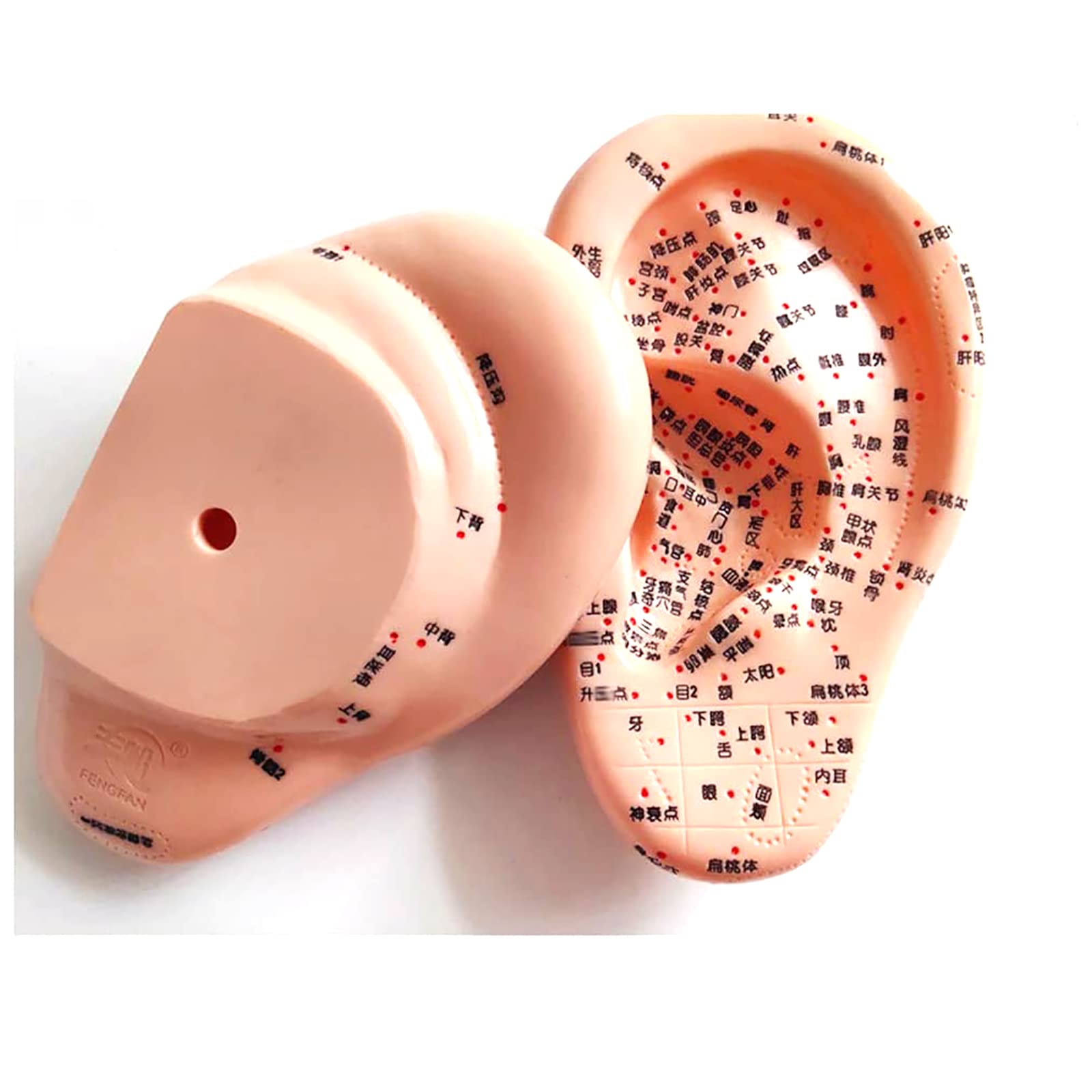 Amazon.co.jp: 耳のツボモデル、 - 17Cmの圧力ポイントと経絡、耳のア