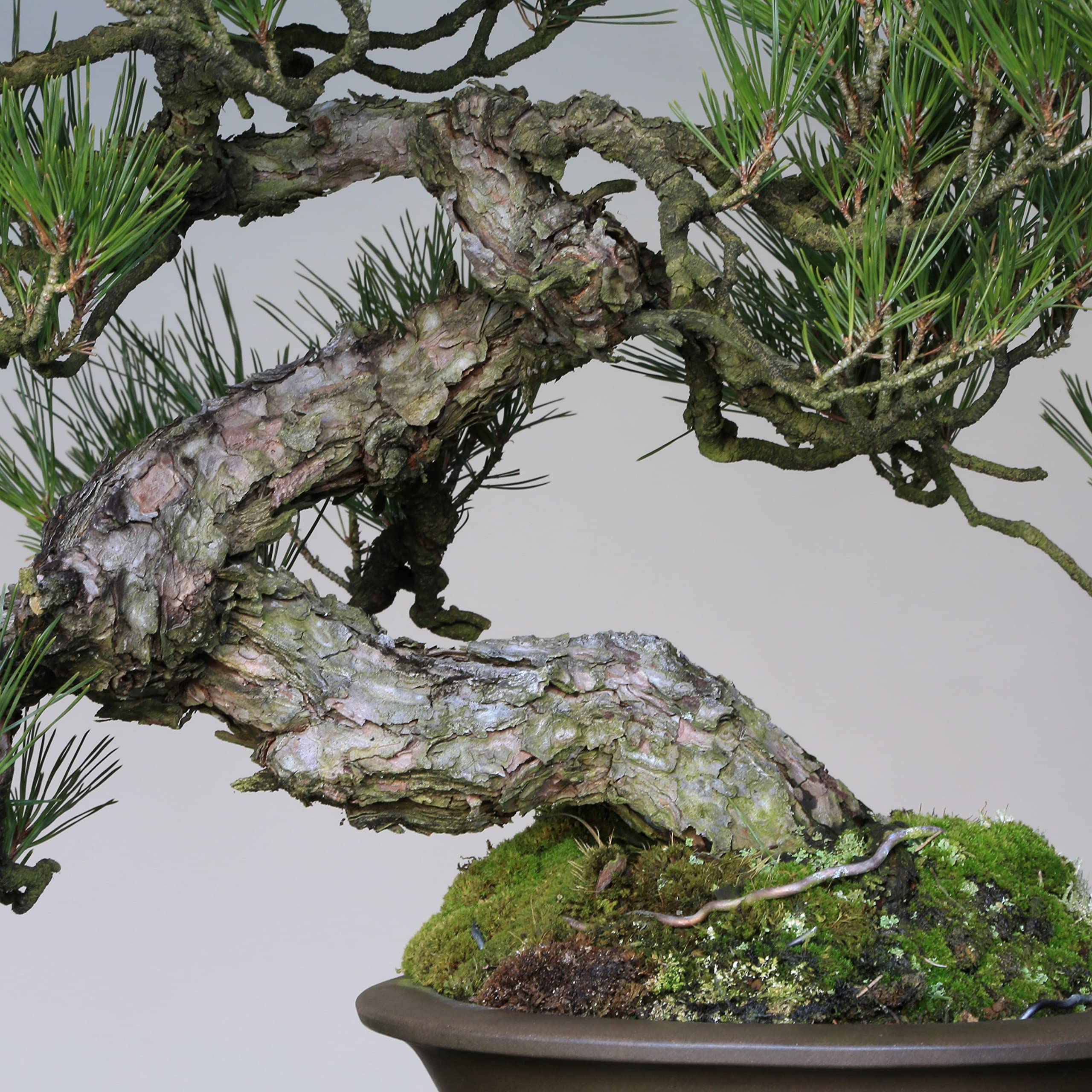 Amazon.co.jp: 山採り赤松 模様木 中品盆栽【泰寿園 Online】 : DIY