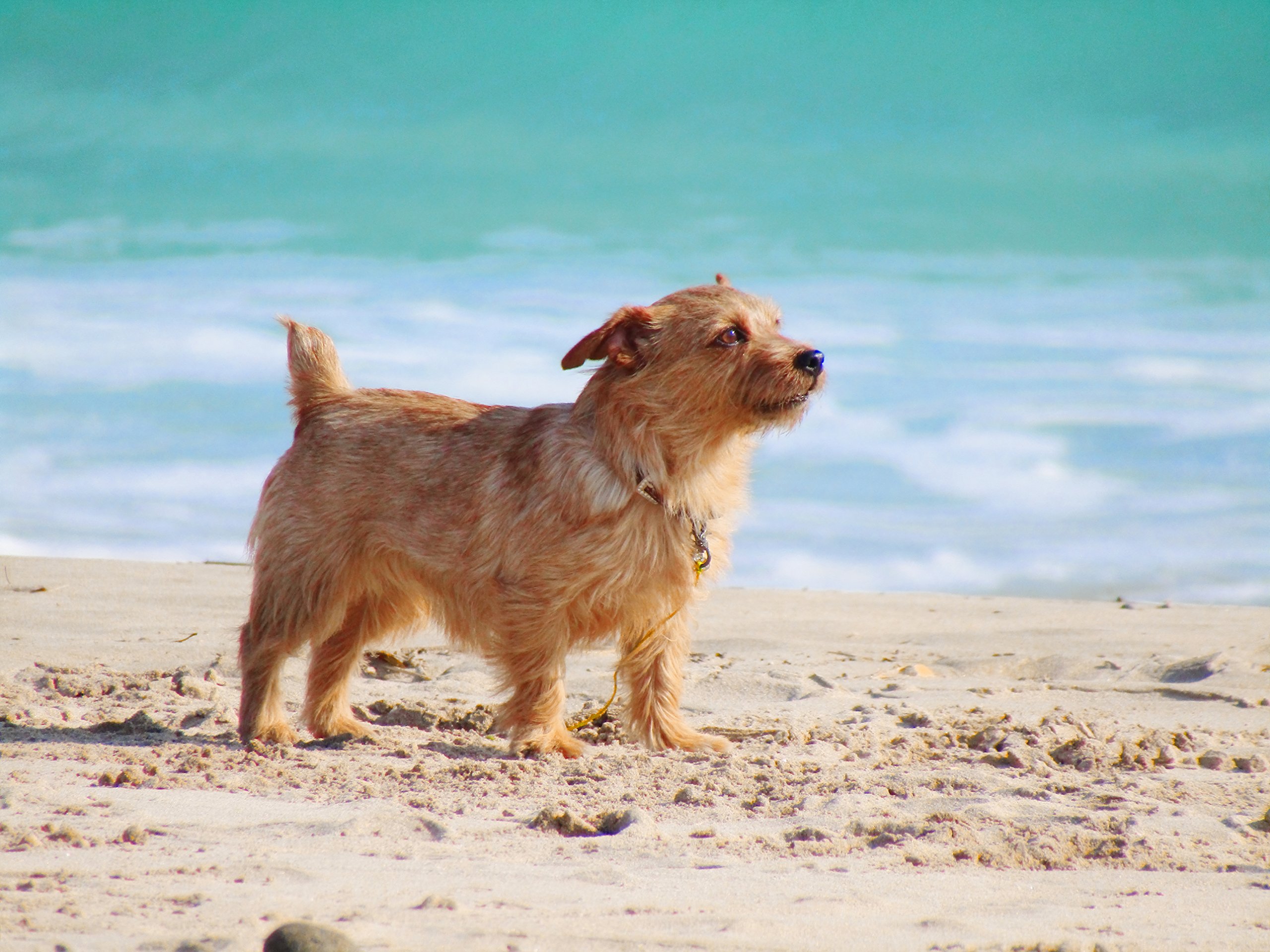 Amazon | Canon デジタルカメラ PowerShot SX410IS 光学40倍ズーム