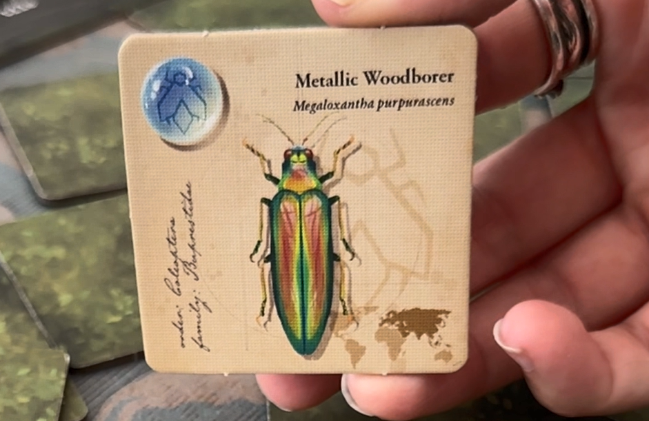 Amazon.com: Lovemore Games Jewel Box Family Board Game - Strategic