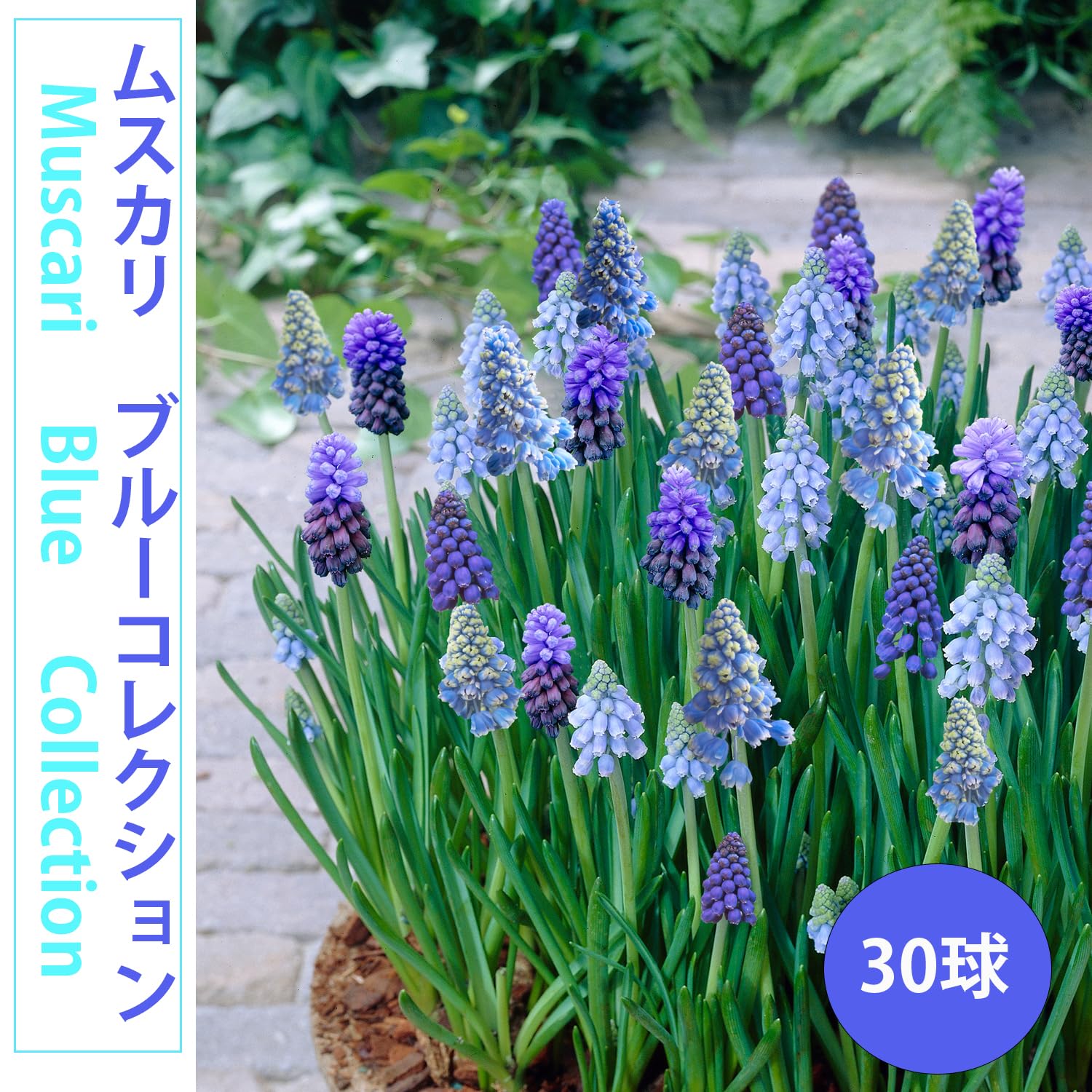 Amazon | ムスカリ ブルーコレクション 球根 花色混合 30球 はなみどり
