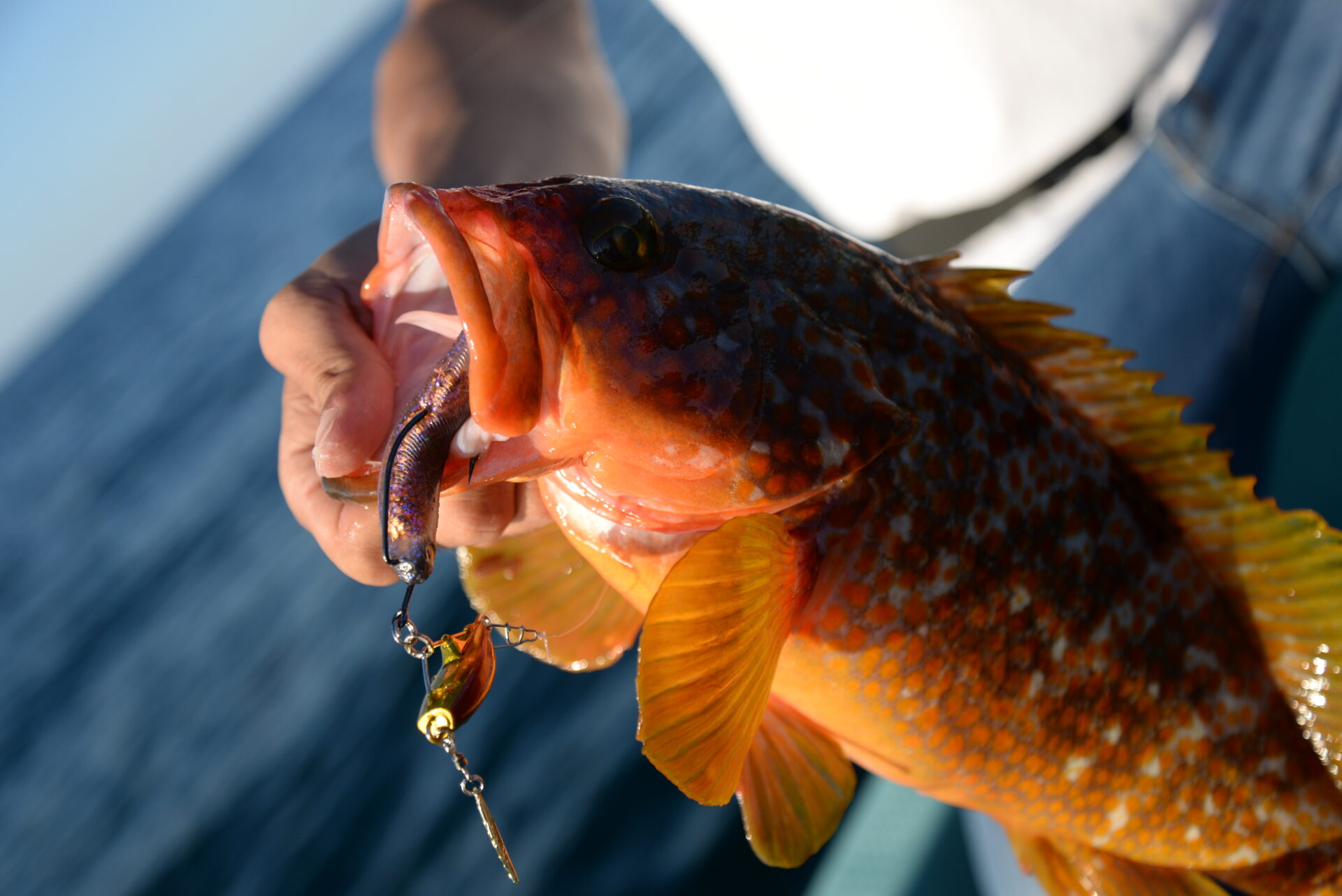 バサロHD | ソルトルアーブランド【MAGBITE】