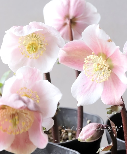 広瀬園芸さん クリスマスローズ 『ピンクニゲル』 | すべての商品