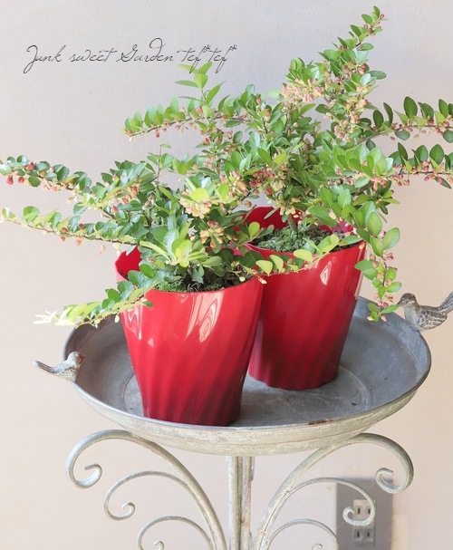 ハートツリー 『ハートが実る木』 (ハリツルマサキ) | すべての商品