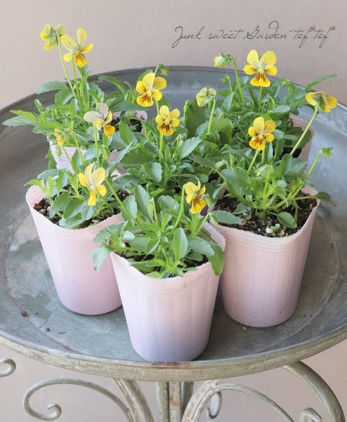 ○石村あさみさん育種・A-STORYビオラ 『みつばちの羽音』 イエロー