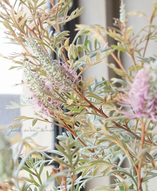 グレビレア 『ドーンパープル』 オーストラリアンプランツ | すべての