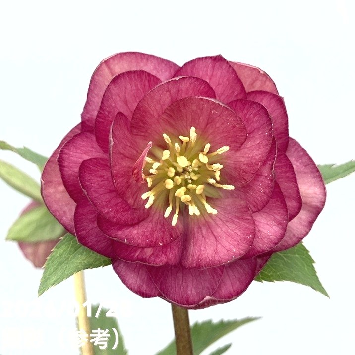 お買い得一点物咲き進み株】加藤農園 艶々系クリスマスローズ キラメキ