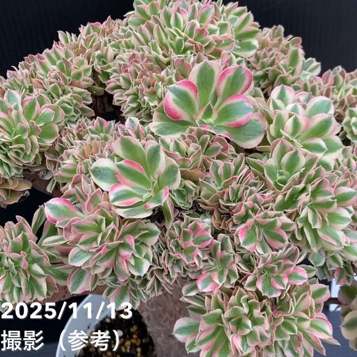 現品お届け】アエオニウム ピンクウィッチ錦綴化 5号（1）｜観葉10-TU