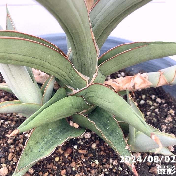 現品お届け】サンスベリア 5号 ダンシングドラゴン 陶器鉢（受皿付き