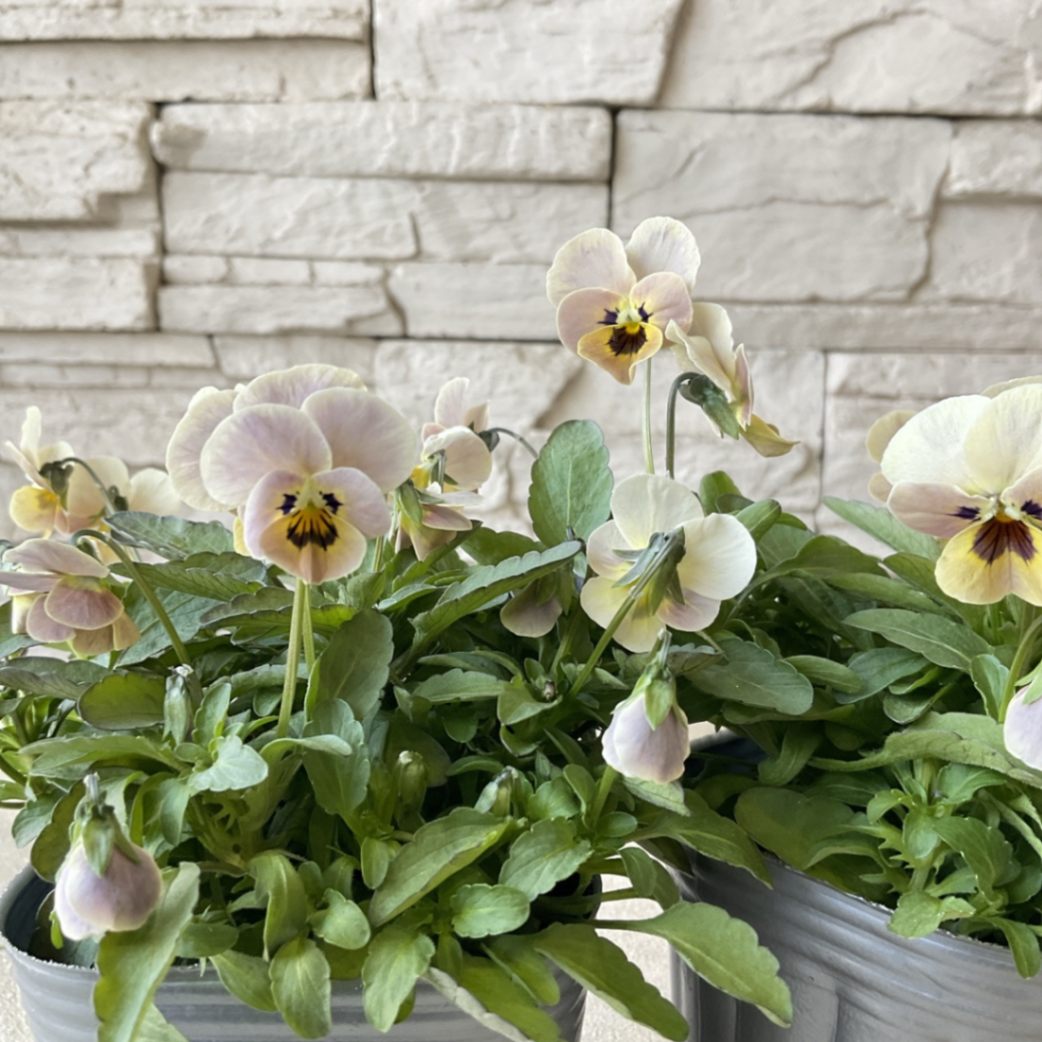 見元園芸オリジナルビオラ シェリルの片思い 3寸ポット | 鉢花・花苗