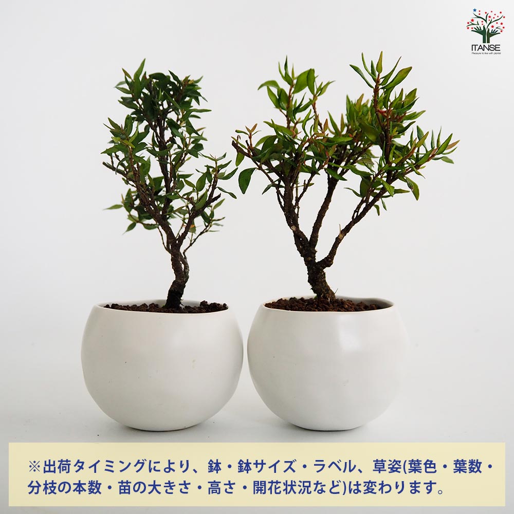 チリメンカズラ 球体鉢(受皿付) 【盆栽 3.5号／1個売り】｜ 【植物の