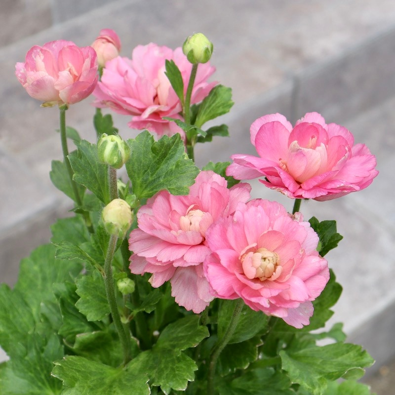 画像の現品!! 【5号鉢】綾園芸さんのラナンキュラス「セイレン」2024年1番