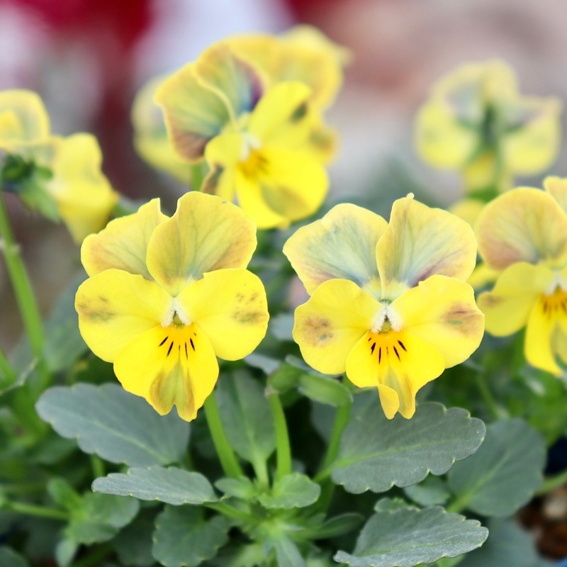 今シーズンのNEW現品1点限り☆サトウ園芸さんのビオラ・ヌーヴェル