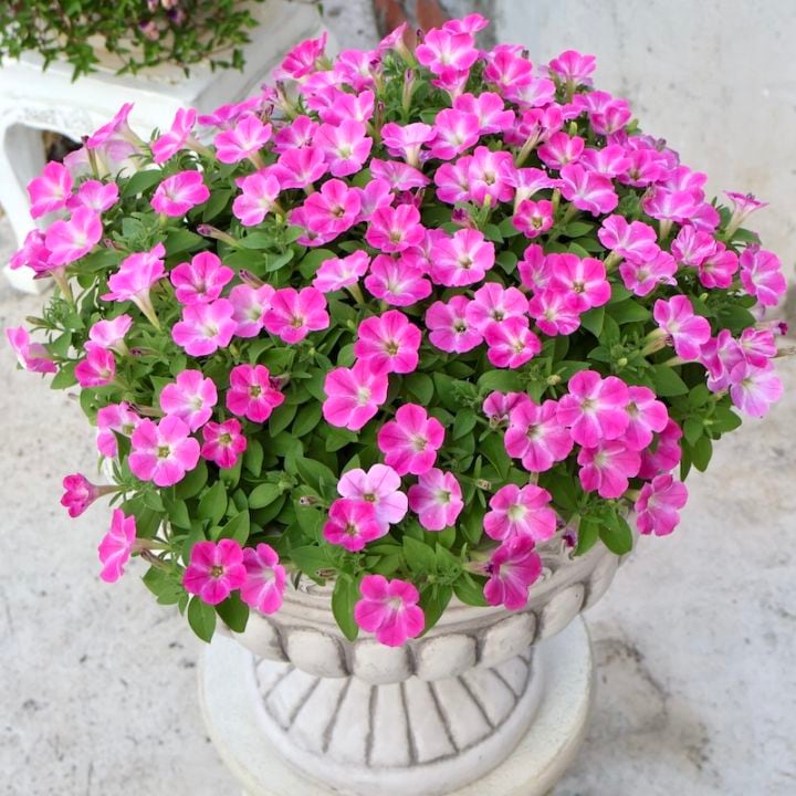 お値打ち♪直径約45cm超☆1点物見本鉢☆サフィニア・アート「小梅